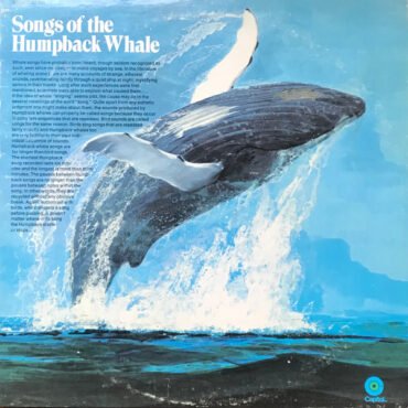 Humpback Whale-0